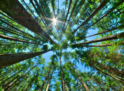 Bosque de árboles desde abajo