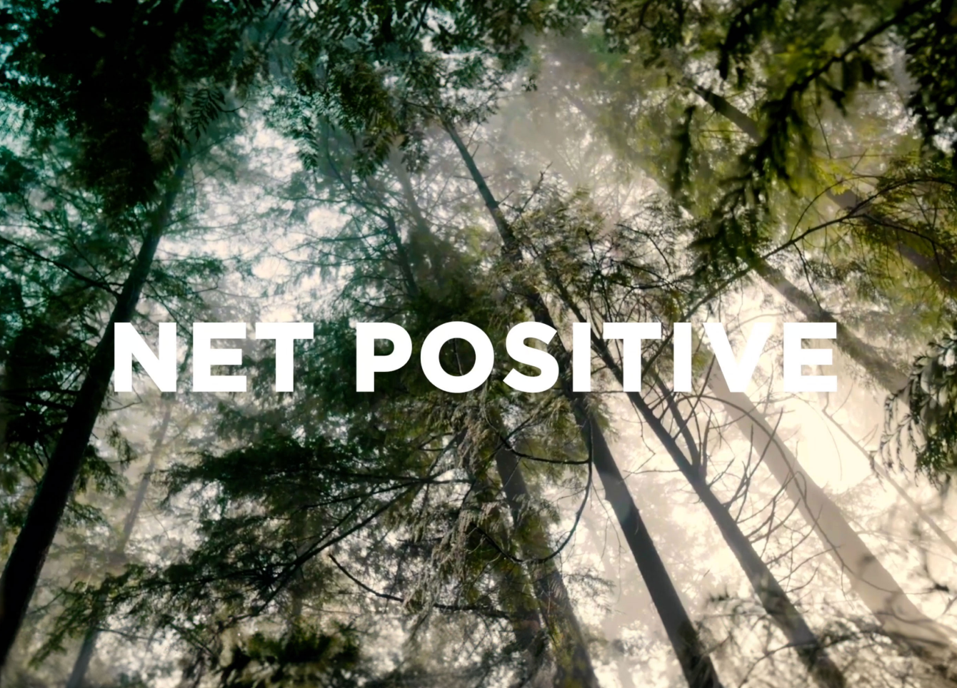 Net Positive con bosque de fondo