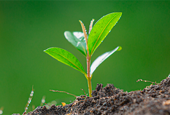 Planta creciendo sobre tierra