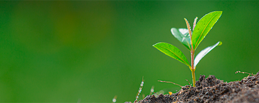 Planta creciendo en tierra